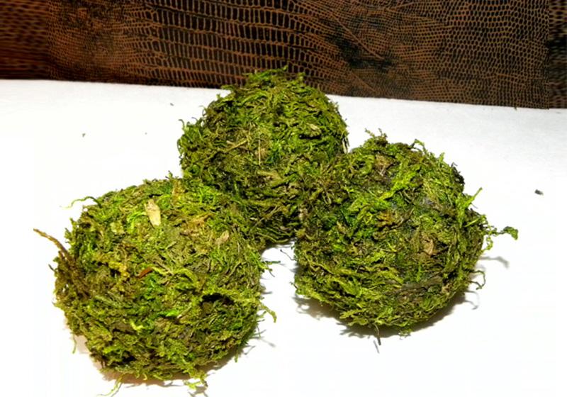 Moss Balls-005