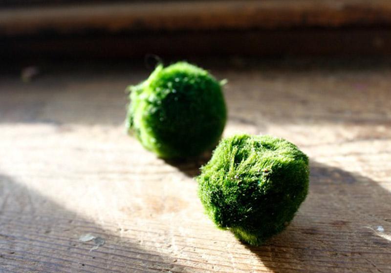 Moss Balls-010