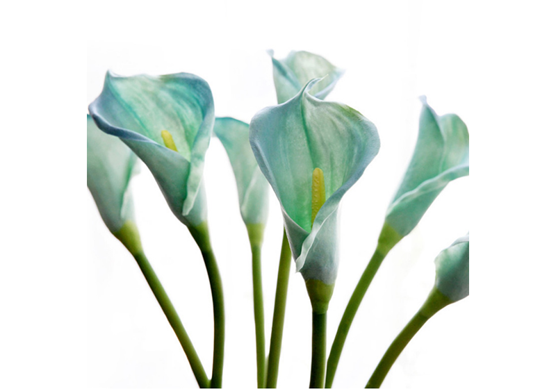 Calla Lily Flower-010