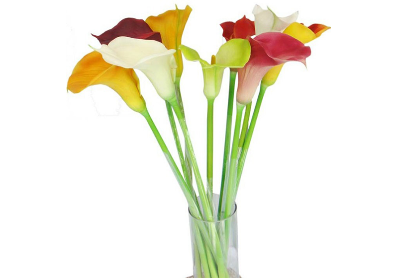 Calla Lily Flower-012