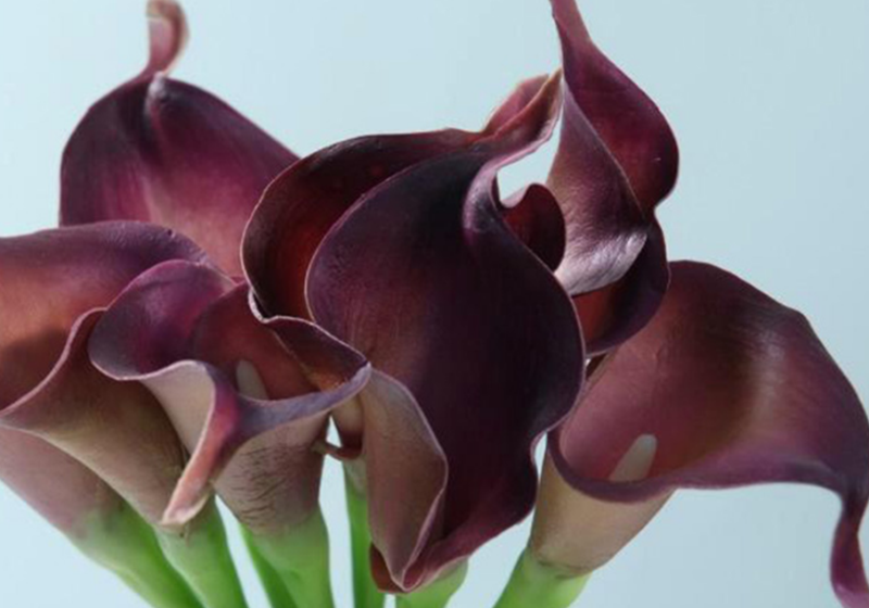 Calla Lily Flower-013