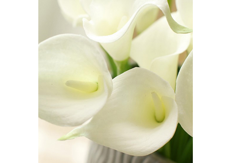 Calla Lily Flower-011